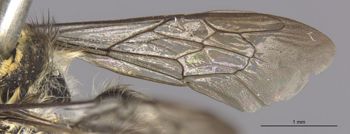 Media type: image;   Entomology 25438 Aspect: Wing front